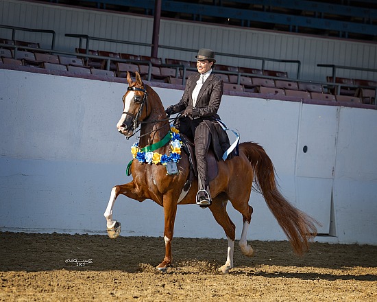Regional Championship Show